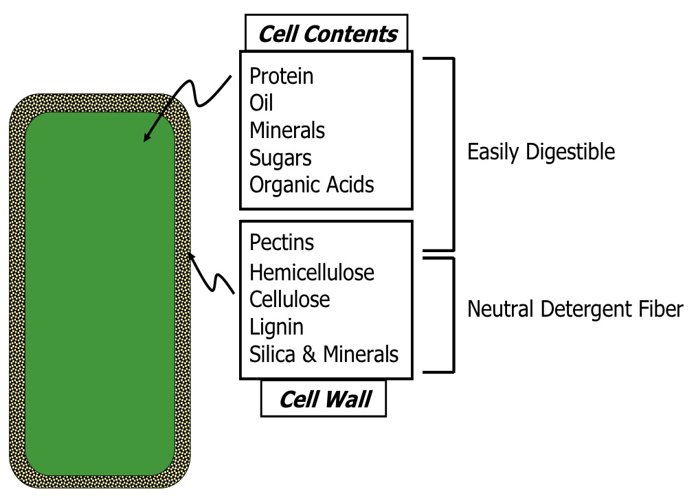 Figure 4. The easily digestible components of a cell and the fibrous
components (NDF) of the cell wall.